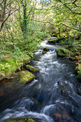 stream in the forest