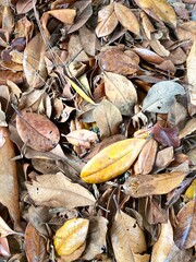 Fallen autumn leaves in various shades of brown and yellow forming a natural textured background
