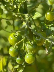 Fototapeta premium Green tomatoes on vine with lush leaves in garden setting, ideal for agriculture concept background