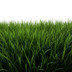 Obraz premium Fresh green grass isolated on transparent background, perfect for spring designs