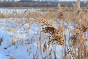 Fototapeta premium a close up of dried reed grass on the frozen lake