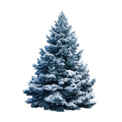 Fototapeta premium Snow covered blue spruce tree on transparent background