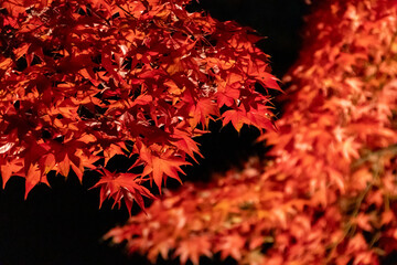 ライトアップされた真っ赤な紅葉
