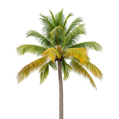 Obraz premium Coconut palm tree isolated on transparent background, tropical plant with green leaves