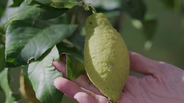 Raccolta Limoni sulla Pianta