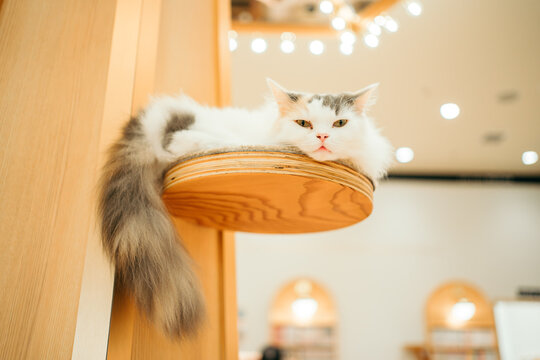 猫カフェ　猫　ラガマフィン