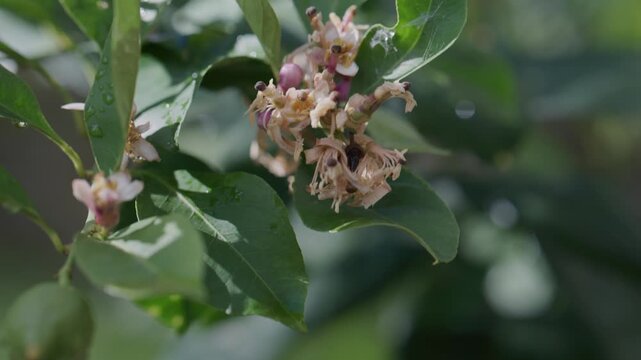 Raccolta Limoni sulla Pianta