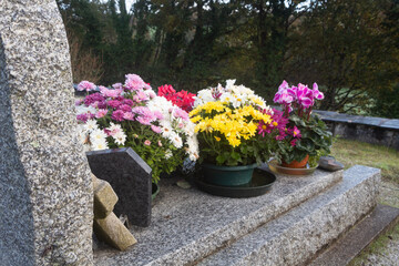 Chrysanthemum and cyclamen plants on tombstones for All Saints day