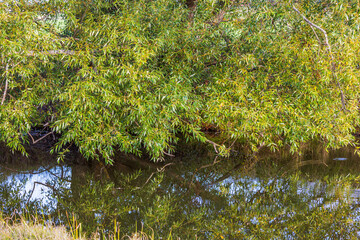 Close up view of reflection of willow branches with green leaves in calm river on sunny day. Sweden.