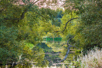 Calm water with fallen willow branch surrounded by dense green trees and grass reflecting on surface. Sweden.