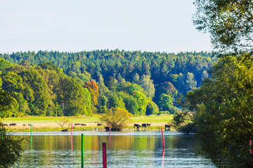 Beautiful navigable river with depth marker poles and cows grazing on shore surrounded by autumn forest. Sweden.
