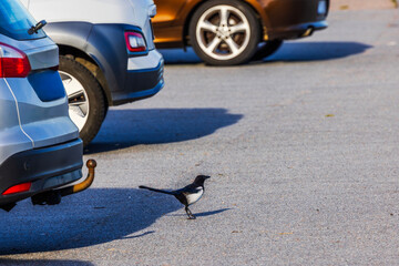Close-up view of black and white magpie walking on asphalt parking lot between cars in autumn sunlight. Sweden.