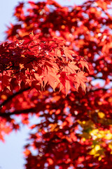 真っ赤に色づいたモミジの葉