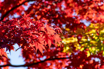 真っ赤に色づいたモミジの葉