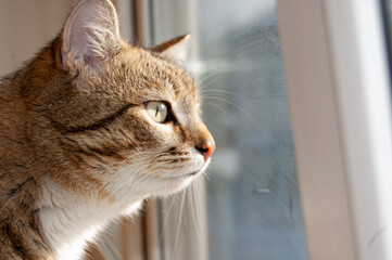 The tabby cat looks out the window, wants to go outside. Close-up.