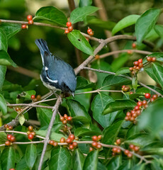 Black-Throated Blue Warbler