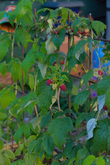 A close-up view of two ripe red raspberries and one unripe light green berry clustered on a branch with vibrant green leaves in a summer garden.