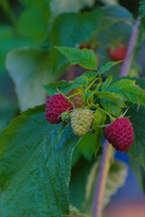 A close-up view of two ripe red raspberries and one unripe light green berry clustered on a branch with vibrant green leaves in a summer garden.