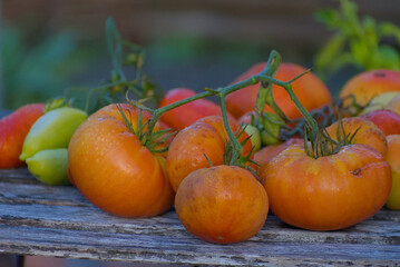 A close-up shot of a colorful pile of freshly harvested, heirloom tomatoes in shades of orange, yellow, and red, resting on rustic wooden planks.