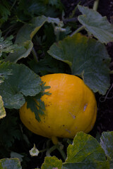 A bright yellow pumpkin is nestled amongst its own large, dark green leaves on the ground of a garden patch, glowing in a shaded setting.