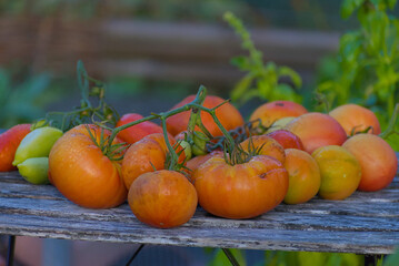A close-up shot of a colorful pile of freshly harvested, heirloom tomatoes in shades of orange, yellow, and red, resting on rustic wooden planks.