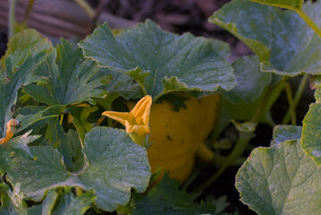A bright yellow pumpkin is nestled amongst its own large, dark green leaves on the ground of a garden patch, glowing in a shaded setting.