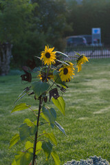 A sunflower with a dark, decorative metal stake featuring small house and garden tool silhouettes stands in a grassy yard on a misty morning.