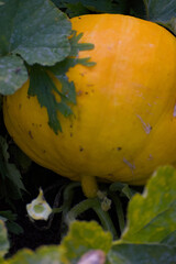 A bright yellow pumpkin is nestled amongst its own large, dark green leaves on the ground of a garden patch, glowing in a shaded setting.