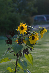 A sunflower with a dark, decorative metal stake featuring small house and garden tool silhouettes stands in a grassy yard on a misty morning.