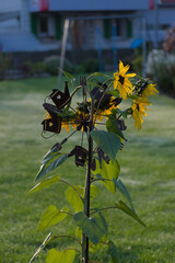 A sunflower with a dark, decorative metal stake featuring small house and garden tool silhouettes stands in a grassy yard on a misty morning.