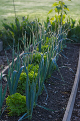 A garden bed features alternating rows of tall, blue-green leeks and bright green lettuce, with dew drops visible on the leaves in soft morning light.