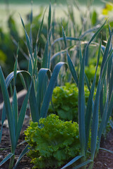 A garden bed features alternating rows of tall, blue-green leeks and bright green lettuce, with dew drops visible on the leaves in soft morning light.