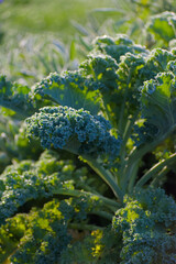 A close-up, vertical shot of fresh kale with deeply curled blue-green leaves and visible frost or dew, illuminated by bright morning sunlight.