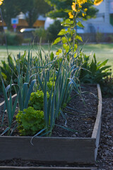 A garden bed features alternating rows of tall, blue-green leeks and bright green lettuce, with dew drops visible on the leaves in soft morning light.