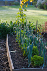 A garden bed features alternating rows of tall, blue-green leeks and bright green lettuce, with dew drops visible on the leaves in soft morning light.
