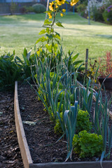 A garden bed features alternating rows of tall, blue-green leeks and bright green lettuce, with dew drops visible on the leaves in soft morning light.
