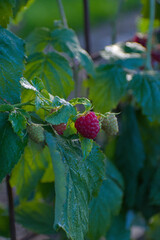A close-up view of two ripe red raspberries and one unripe light green berry clustered on a branch with vibrant green leaves in a summer garden.