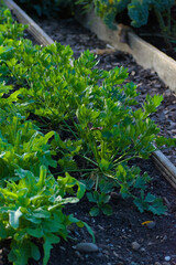 Celeriac plant, also known as celery root, growing in rich, dark soil on a sunny day, showcasing its edible, bulbous root and lush green stems.