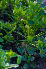 Celeriac plant, also known as celery root, growing in rich, dark soil on a sunny day, showcasing its edible, bulbous root and lush green stems.