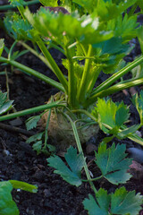 Celeriac plant, also known as celery root, growing in rich, dark soil on a sunny day, showcasing its edible, bulbous root and lush green stems.