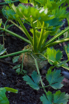 Celeriac plant, also known as celery root, growing in rich, dark soil on a sunny day, showcasing its edible, bulbous root and lush green stems.