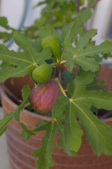 A close-up shot of an in-focus purple, ripe fig growing among two smaller, unripe green figs and large, textured green leaves on a branch.