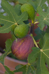 A close-up shot of an in-focus purple, ripe fig growing among two smaller, unripe green figs and large, textured green leaves on a branch.