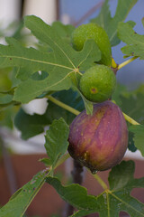 A close-up shot of an in-focus purple, ripe fig growing among two smaller, unripe green figs and large, textured green leaves on a branch.
