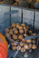 A close-up of a rustic wire basket overflowing with freshly harvested walnuts in the shell, set on a wooden surface with a large pumpkin visible.