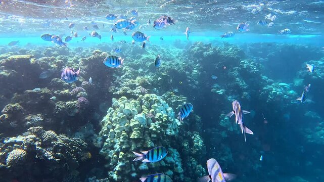 Huge school of tropical fish (Indo-Pacific sergeant - Abudefduf vaigiensis) in the shallow sea, snorkeling trip. Marine life and coral reef, travel footage. Underwater video, fish and corals. 
