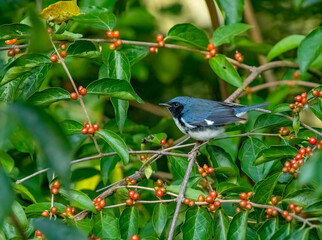 Black-Throated Blue Warbler