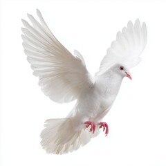 Fototapeta premium White dove in flight, isolated, white, background, png, cut, out, transparent, white background cut out png