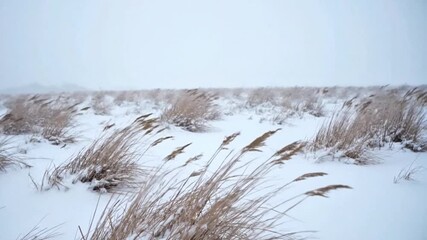 Dry grass swaying in snowy winter field landscape
- Powered by Adobe