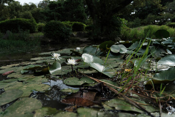 Water Lilies and Lily Pads in a Tranquil Pond: Green Park Nature Scene